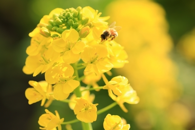 マイトリーなう