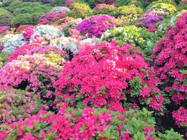 マイトリーなう