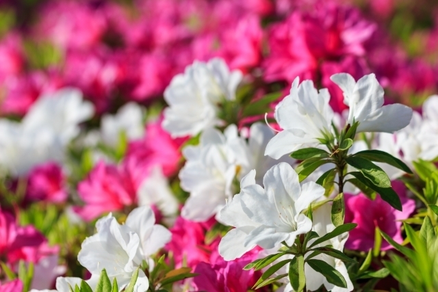 マイトリーなう