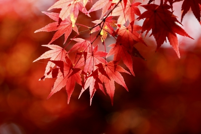 マイトリーなう