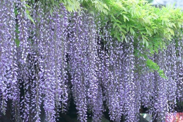 マイトリーなう