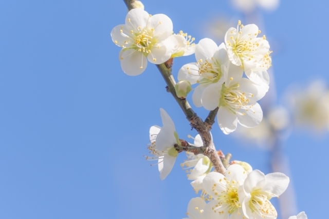 マイトリーなう