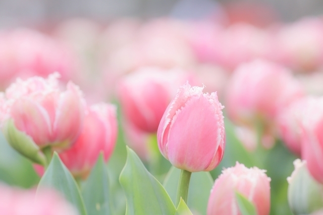 マイトリーなう