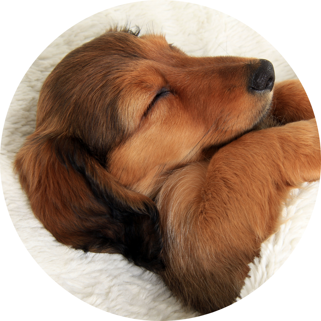 寝落ちデトックス ~眠れない体を整える90分の本気ケア