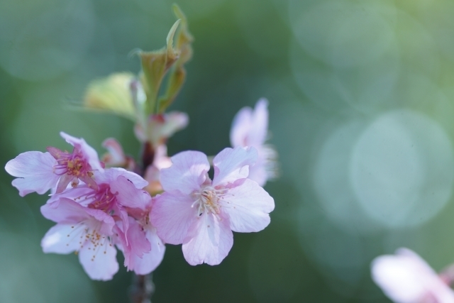 マイトリーなう