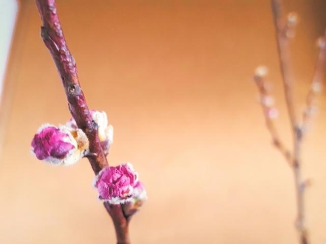 マイトリーなう