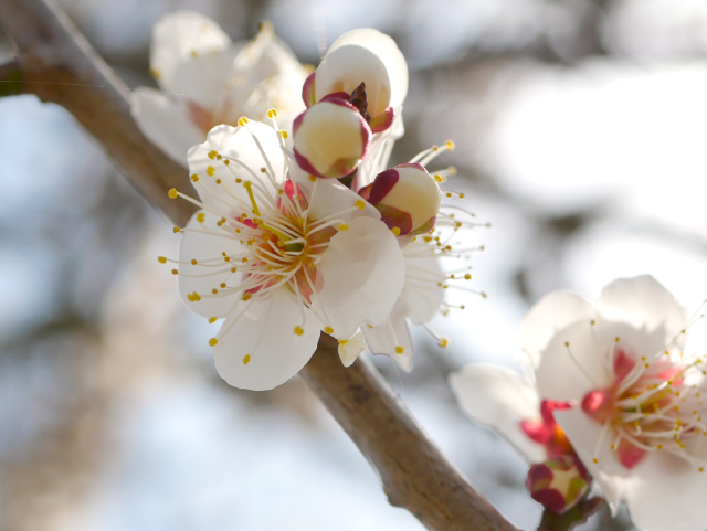 マイトリーなう